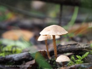 Groene Wissel Helden