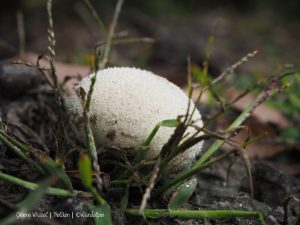 Groene Wissel Helden