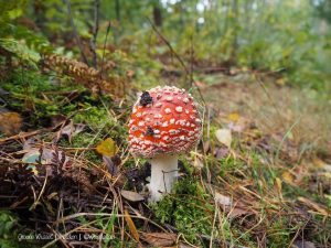 Groene Wissel Helden