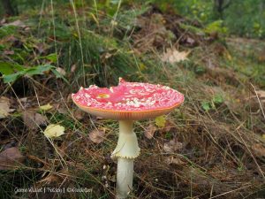 Groene Wissel Helden