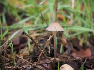 Groene Wissel Helden