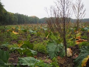 Wandelpin Baarlo