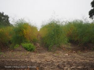 Wandelpin Baarlo