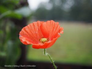 Wandelpin Baarlo