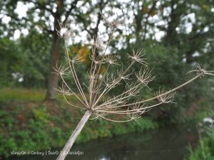 Wandelpin Baarlo