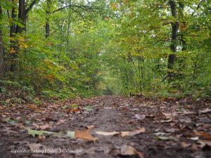 Wandelpin Baarlo