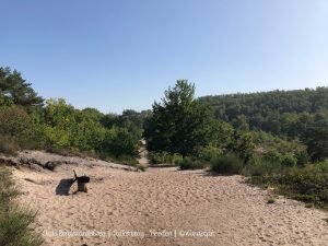 Wandelpin BoswachterEllen