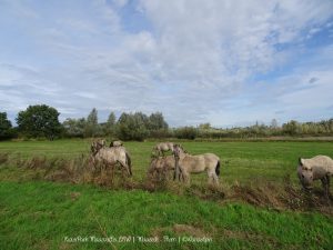 Wandelpin Rivierpark Maasvallei