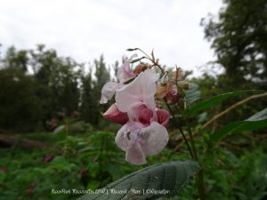 Wandelpin Rivierpark Maasvallei