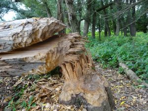 Wandelpin Rivierpark Maasvallei