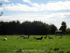 Wandelpin Rivierpark Maasvallei