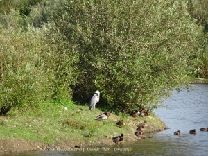 Wandelpin Rivierpark Maasvallei