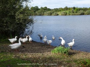 Wandelpin Rivierpark Maasvallei