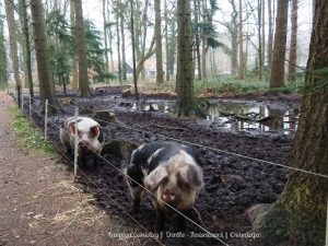 Wandelpin Knooppunten