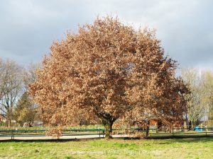 Wandelpin Wandelknooppunten