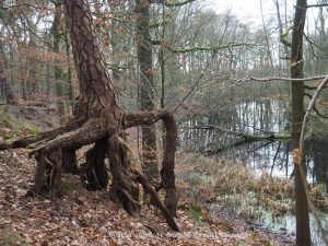 Wandelpin Knooppunt wandeling
